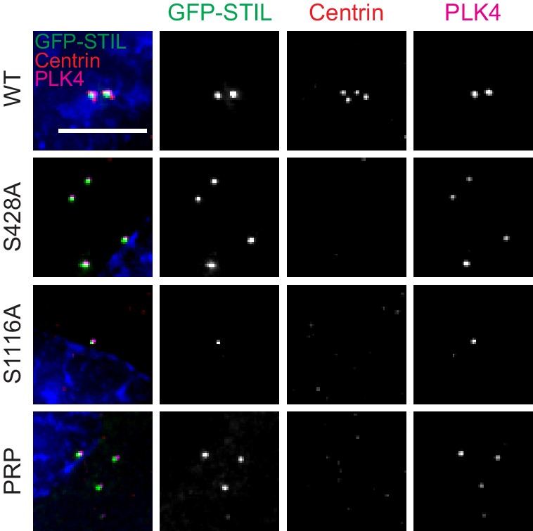 Figure 6—figure supplement 1.