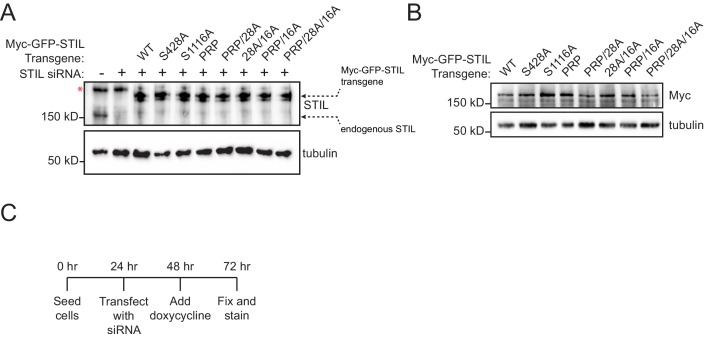 Figure 3—figure supplement 1.