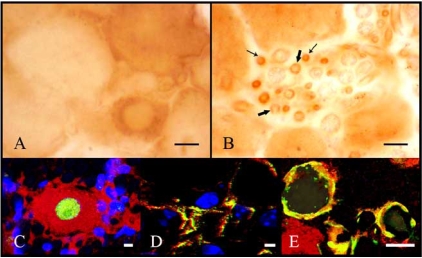 Fig. (3)