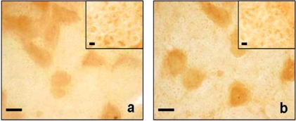 Fig. (1)