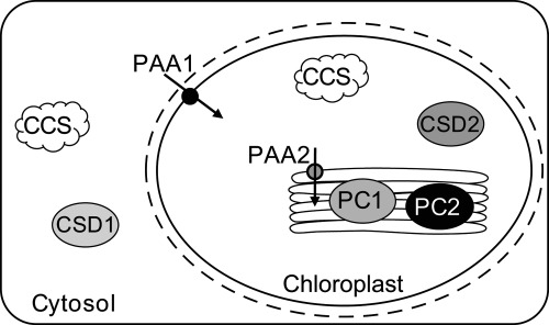 FIGURE 1.