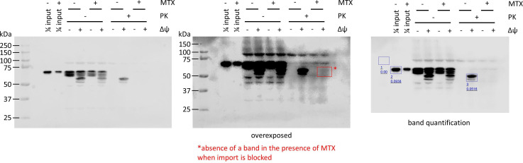 Figure 2—figure supplement 1.