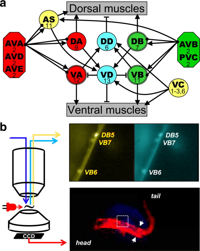 Figure 1.