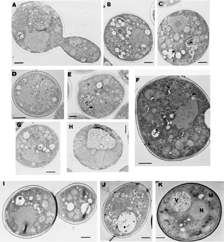 FIG. 5