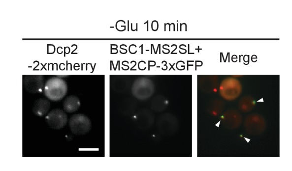 Figure 4—figure supplement 1.