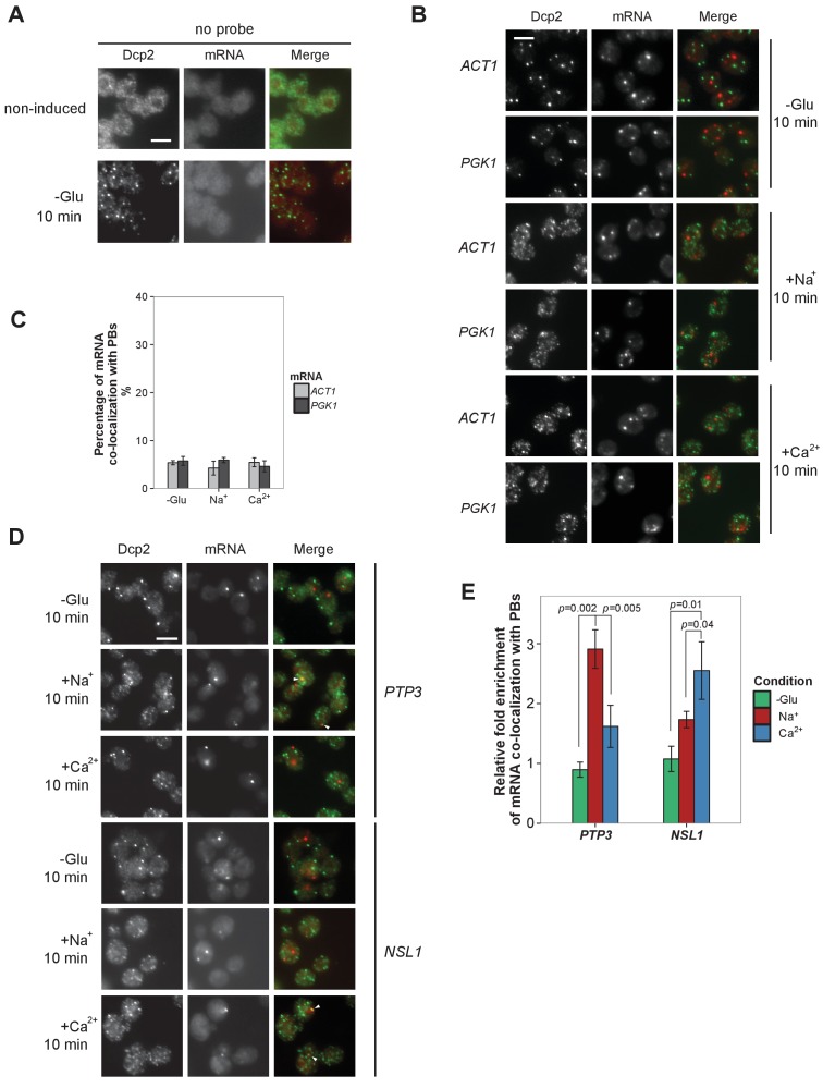 Figure 2—figure supplement 1.