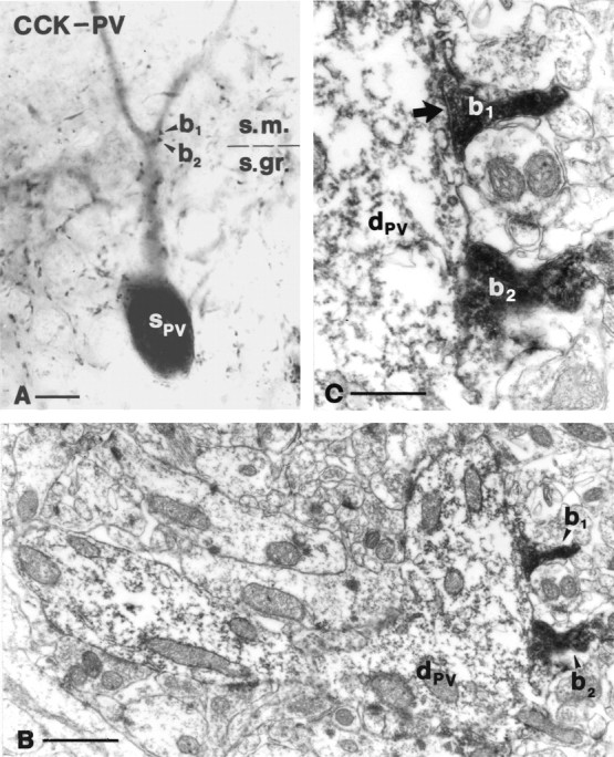 Fig. 8.