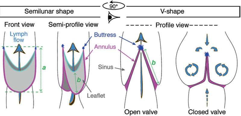 Fig. 11