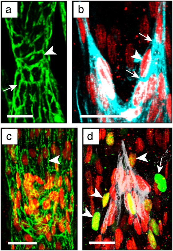 Fig. 10