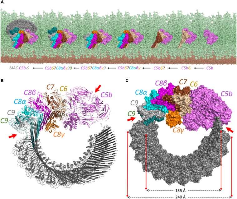 FIGURE 3