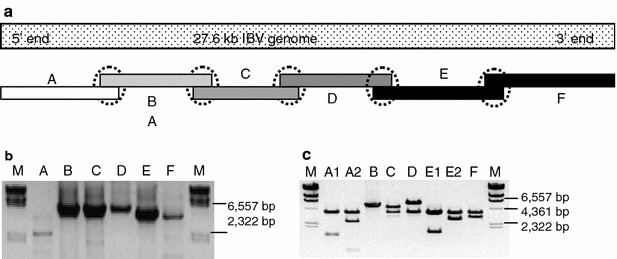 Fig. 1