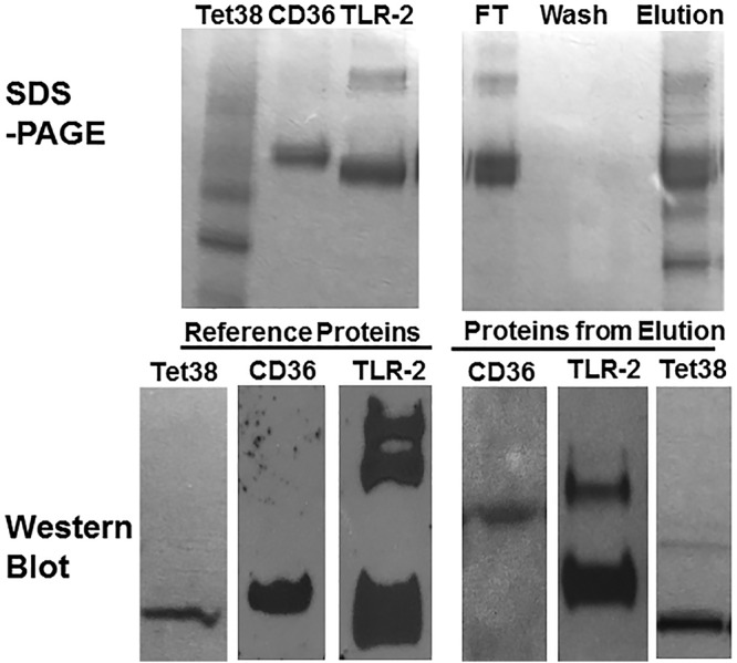 FIG 3