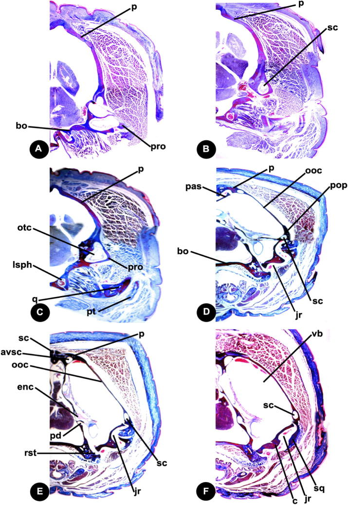 Fig. 8