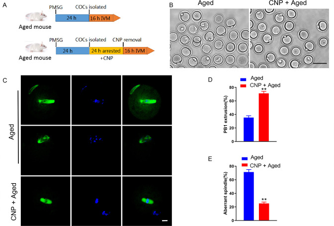 Figure 1—figure supplement 1.
