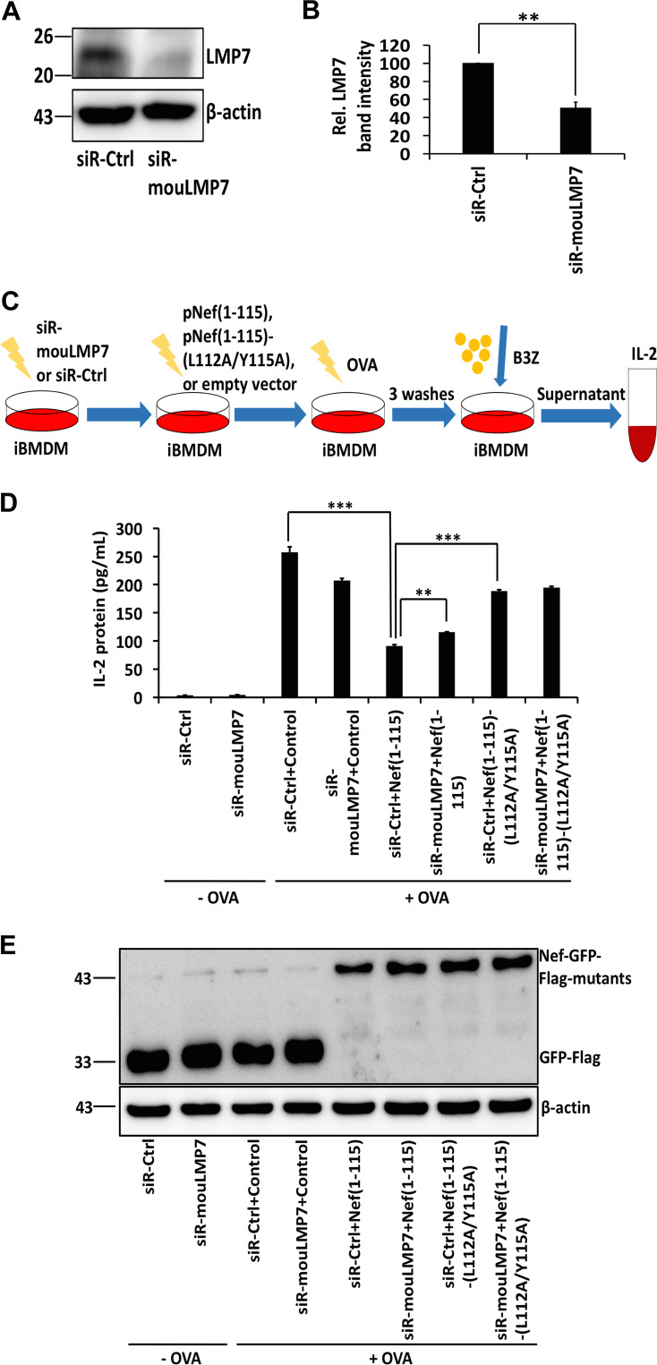 FIG 6