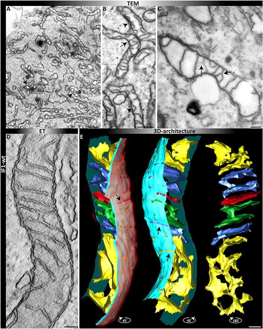 Fig. 6.