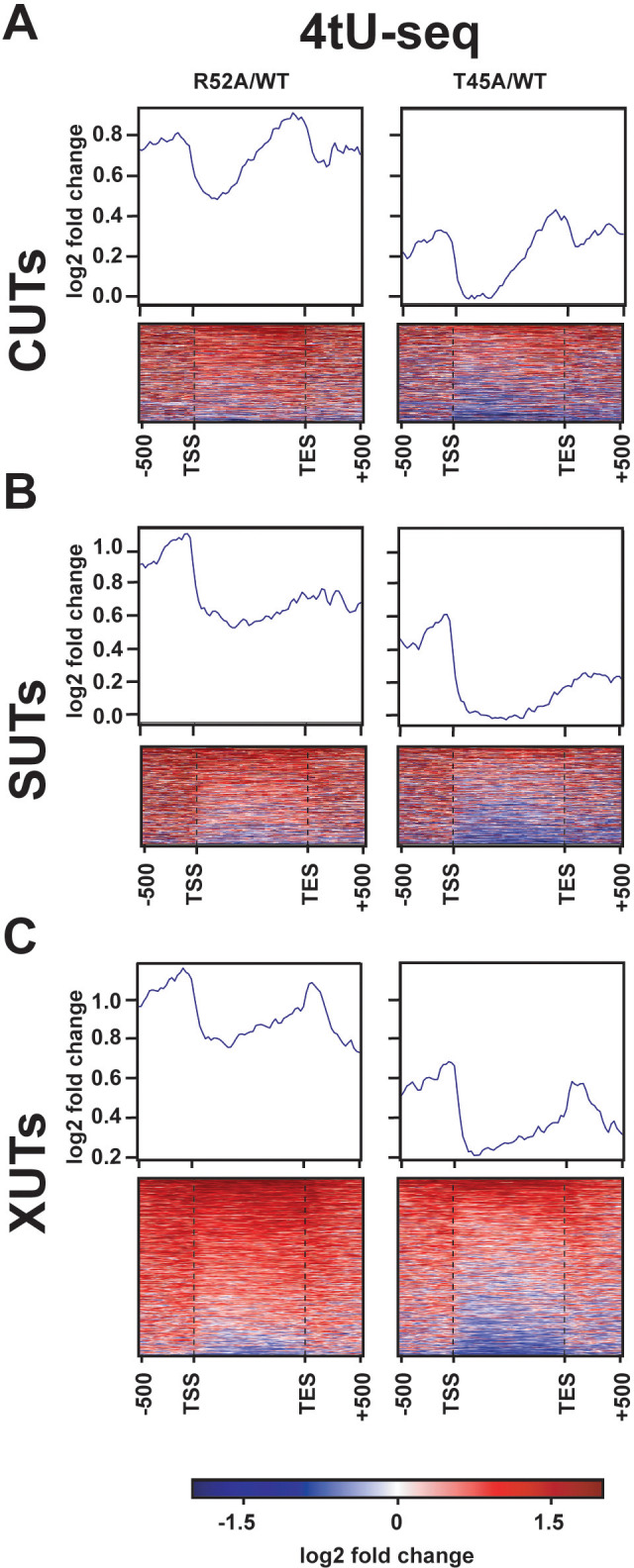 Figure 4—figure supplement 2.