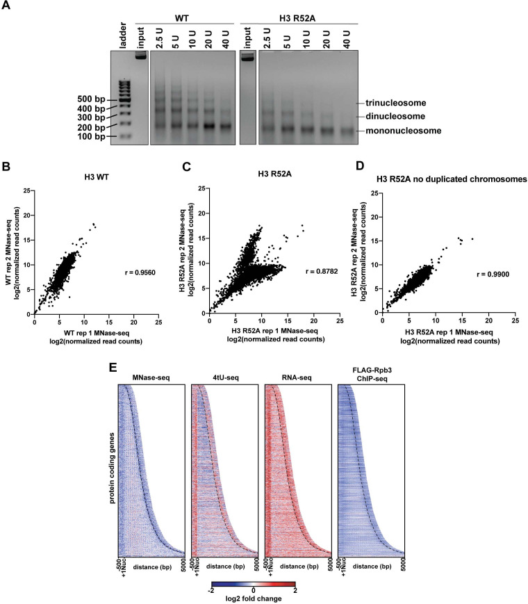 Figure 6—figure supplement 1.