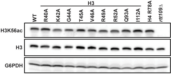 Figure 5—figure supplement 2.