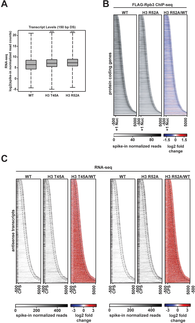 Figure 3—figure supplement 1.