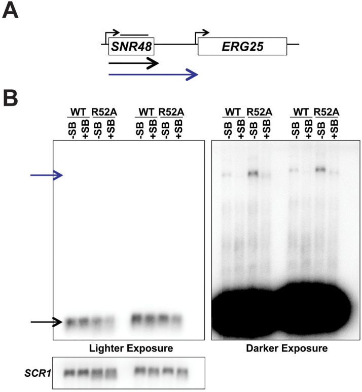 Figure 7—figure supplement 1.