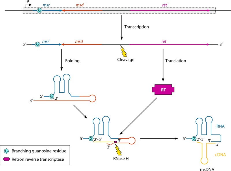 FIG 2