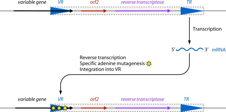 FIG 3