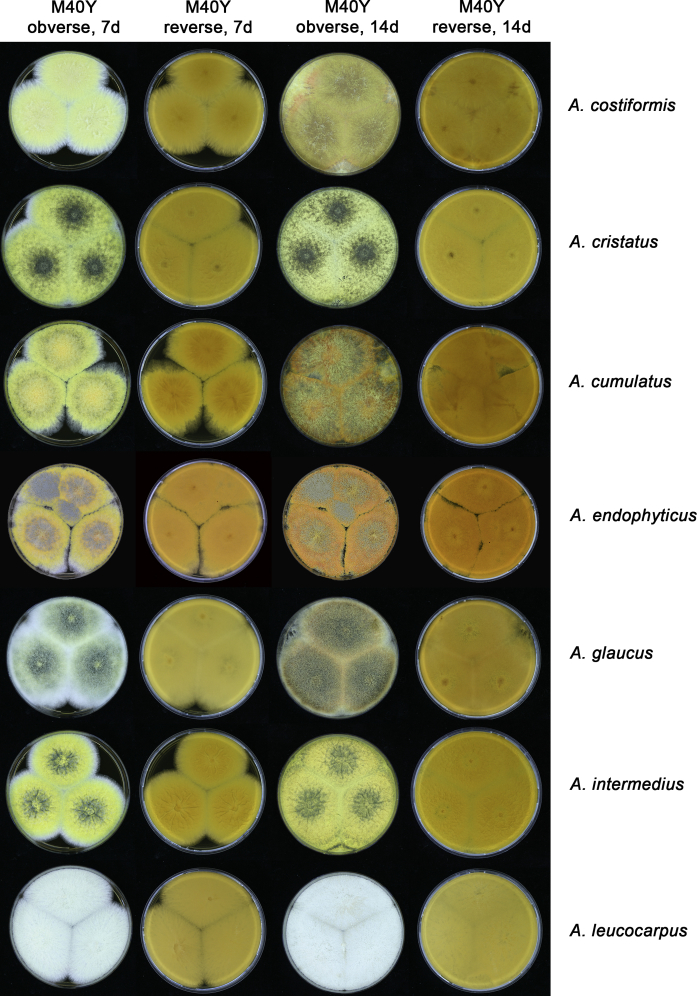 Fig. 14