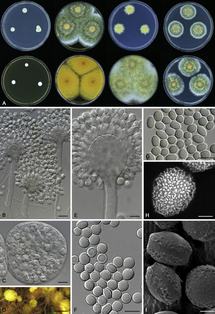 Fig. 18