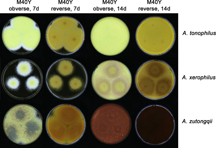 Fig. 17