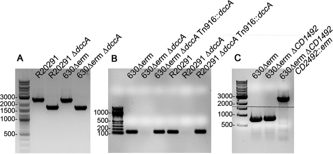 FIG 7