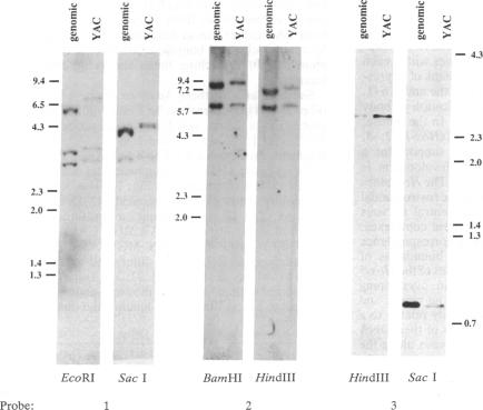 graphic file with name pnas01037-0349-a.jpg