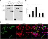 Figure 2—figure supplement 1.