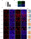 Figure 1—figure supplement 1.