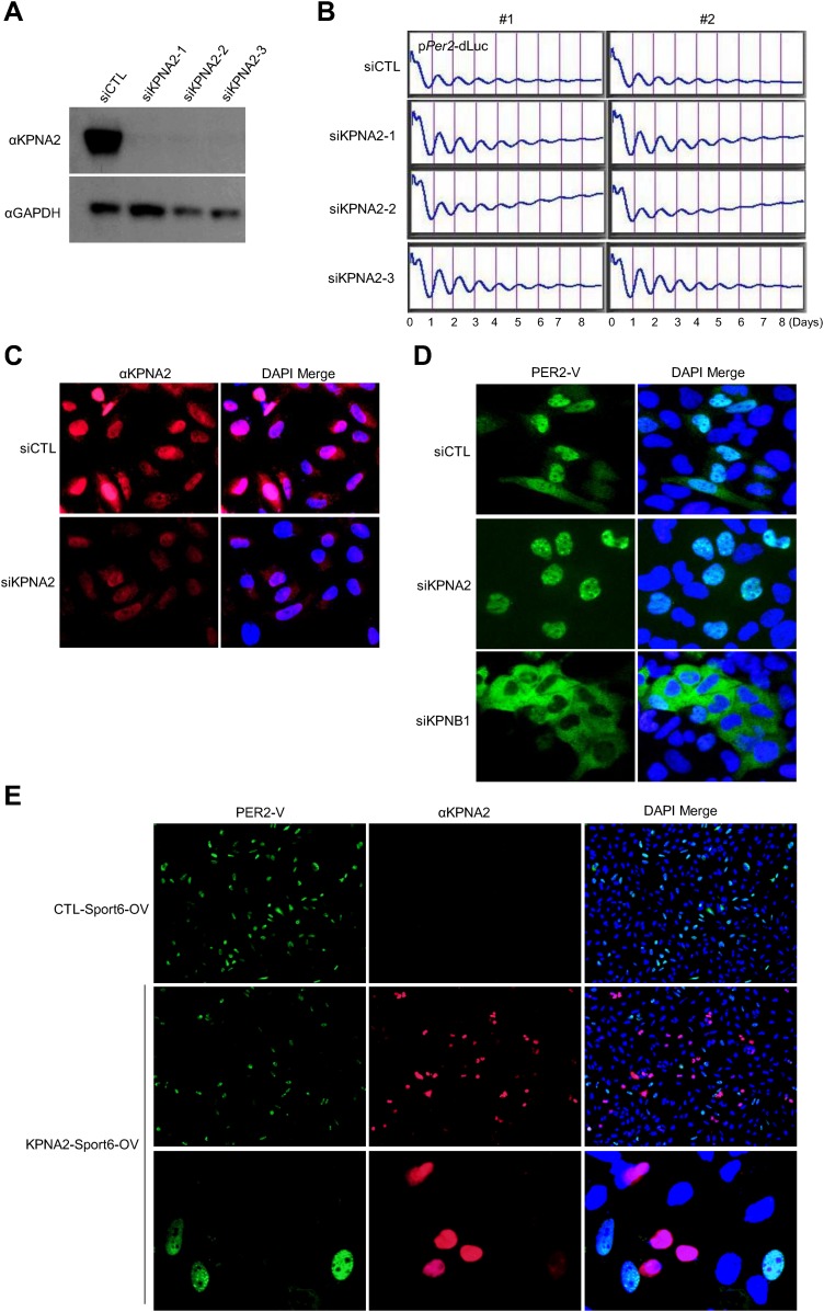 Figure 4—figure supplement 1.