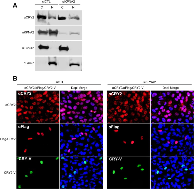 Figure 4—figure supplement 2.