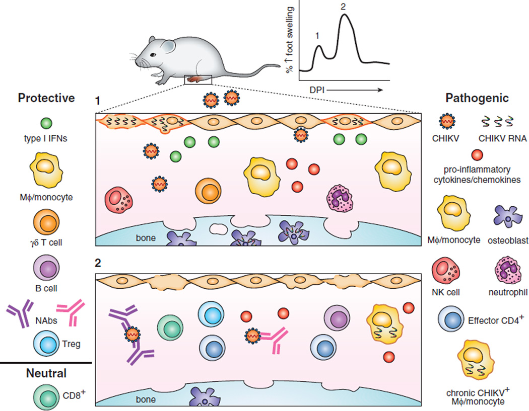 Immune-mediated protection and pathogenesis of chikungunya virus - PMC