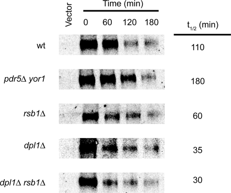 FIGURE 5.