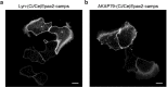 Figure 1—figure supplement 1.