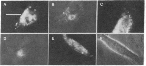 graphic file with name pnas00448-0174-a.jpg