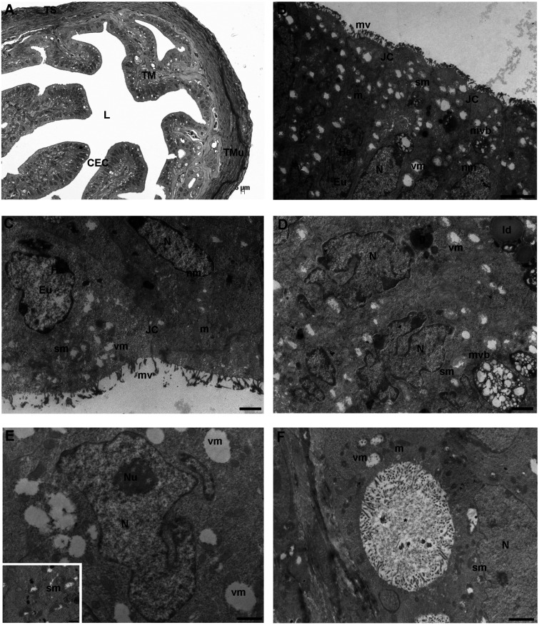 Fig. 2.