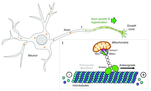 Figure 3. 