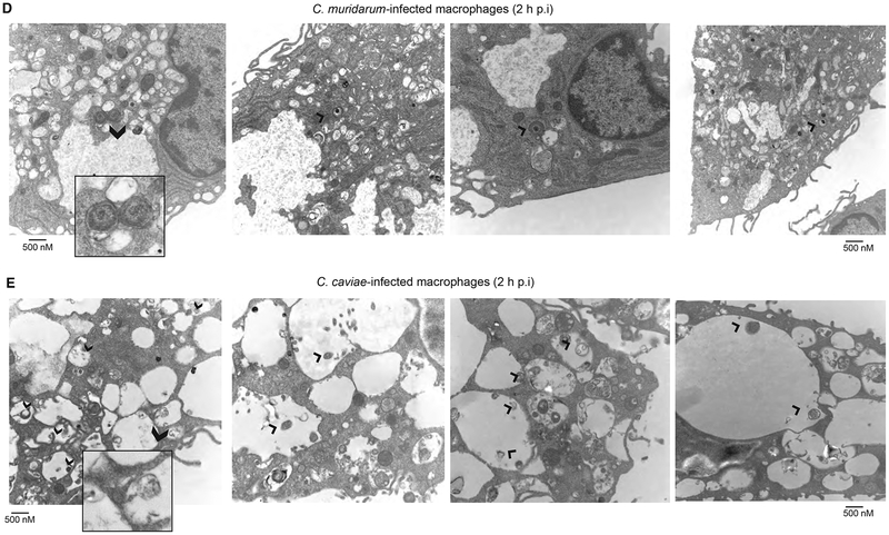 Fig 2: