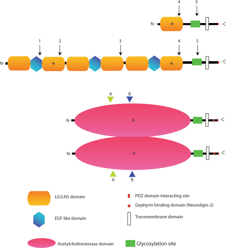 Fig. 1