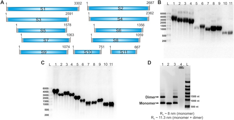 Figure 1—figure supplement 2.