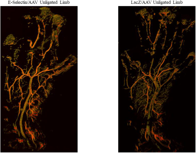 Supplementary Fig 2