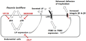 Fig 7
