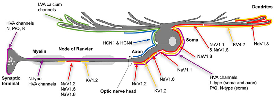 graphic file with name nihms-1530860-t0003.jpg