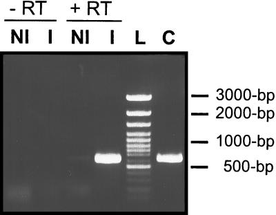 FIG. 5