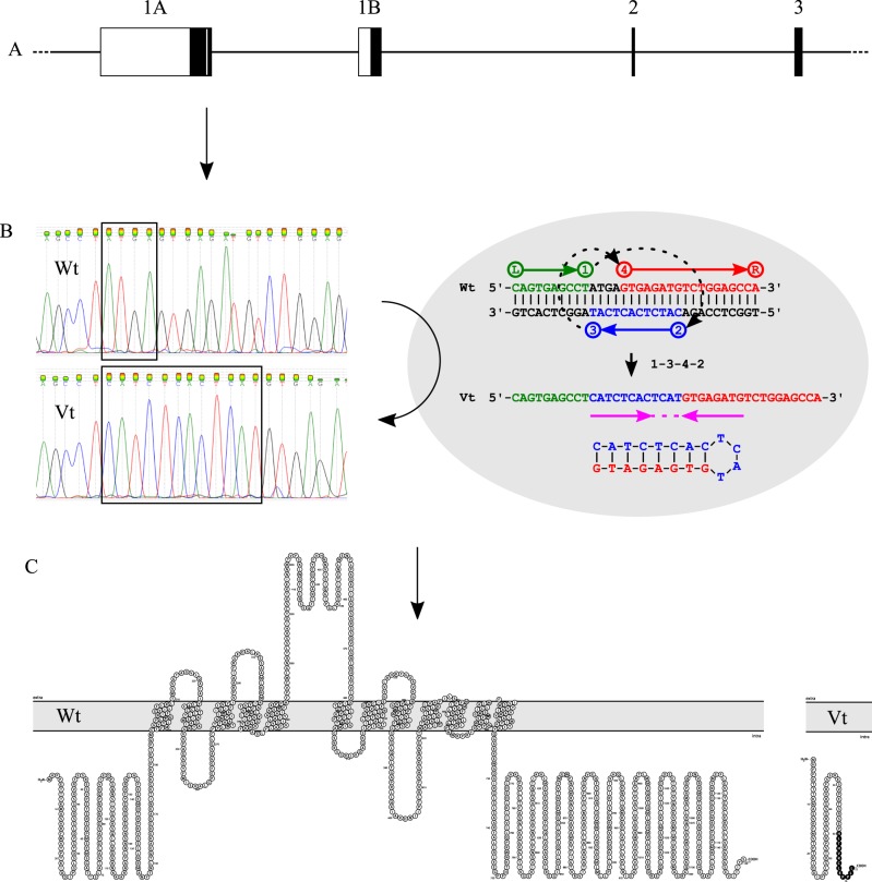 Fig. 2